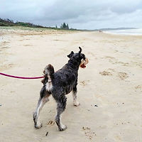 Harvey Lennox Head Petsit