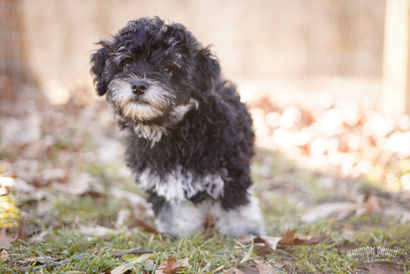 Havachon Puppy
