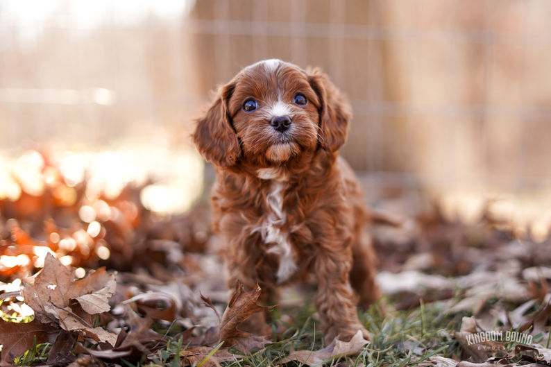 Cavapoo