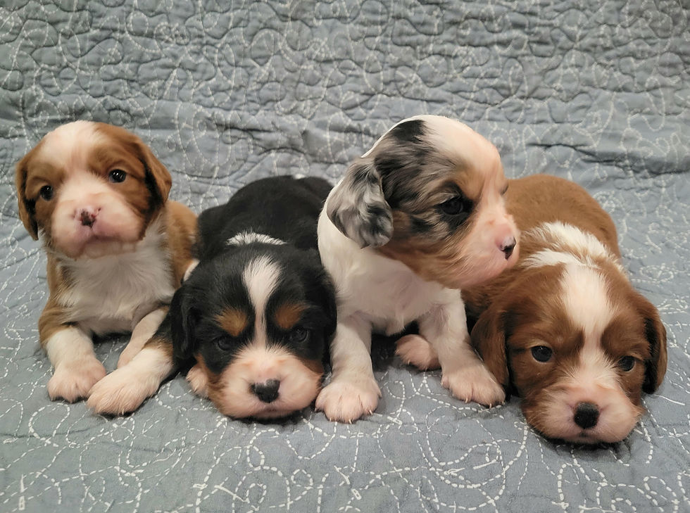 Available for adoption , Aussalier puppies at Sappy Paws Lebanon Oregon