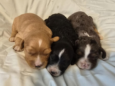 Meet these adorable Aussie-Cavapoo Puppies: A new favorite for cavapoo lovers at Sappy Paws in Lebanon Oregon🐾