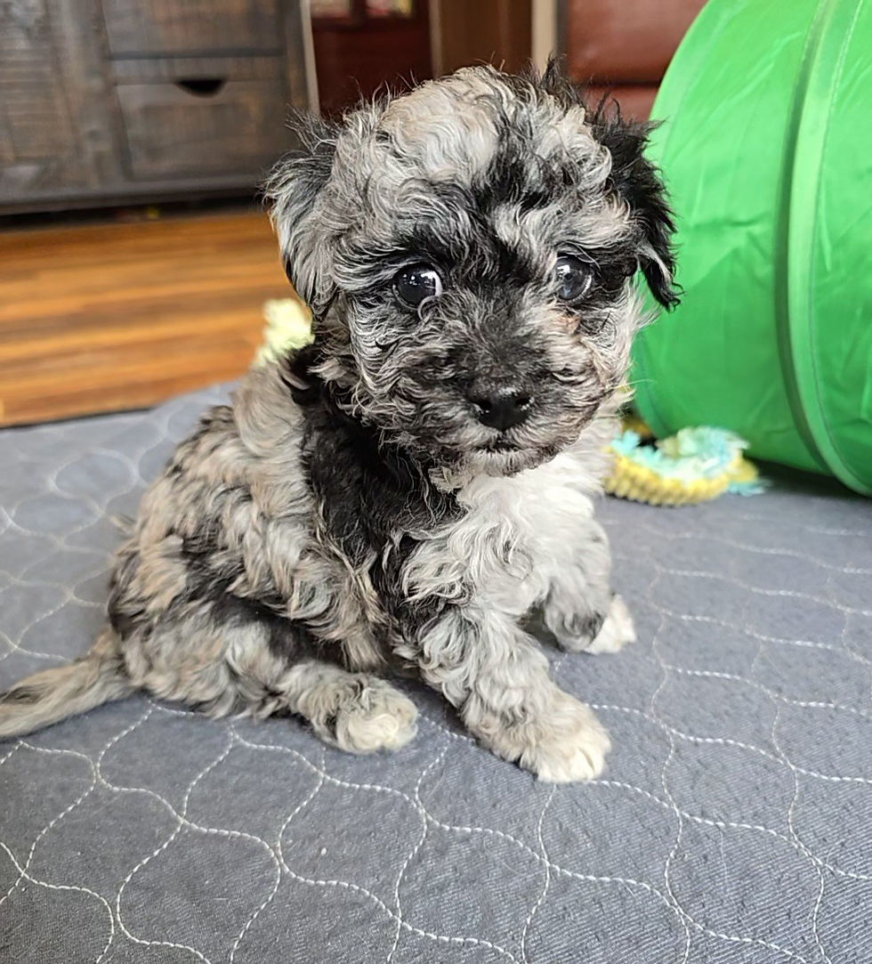 Havapoo Puppies: A Sweet, Playful Companion for the Whole Family