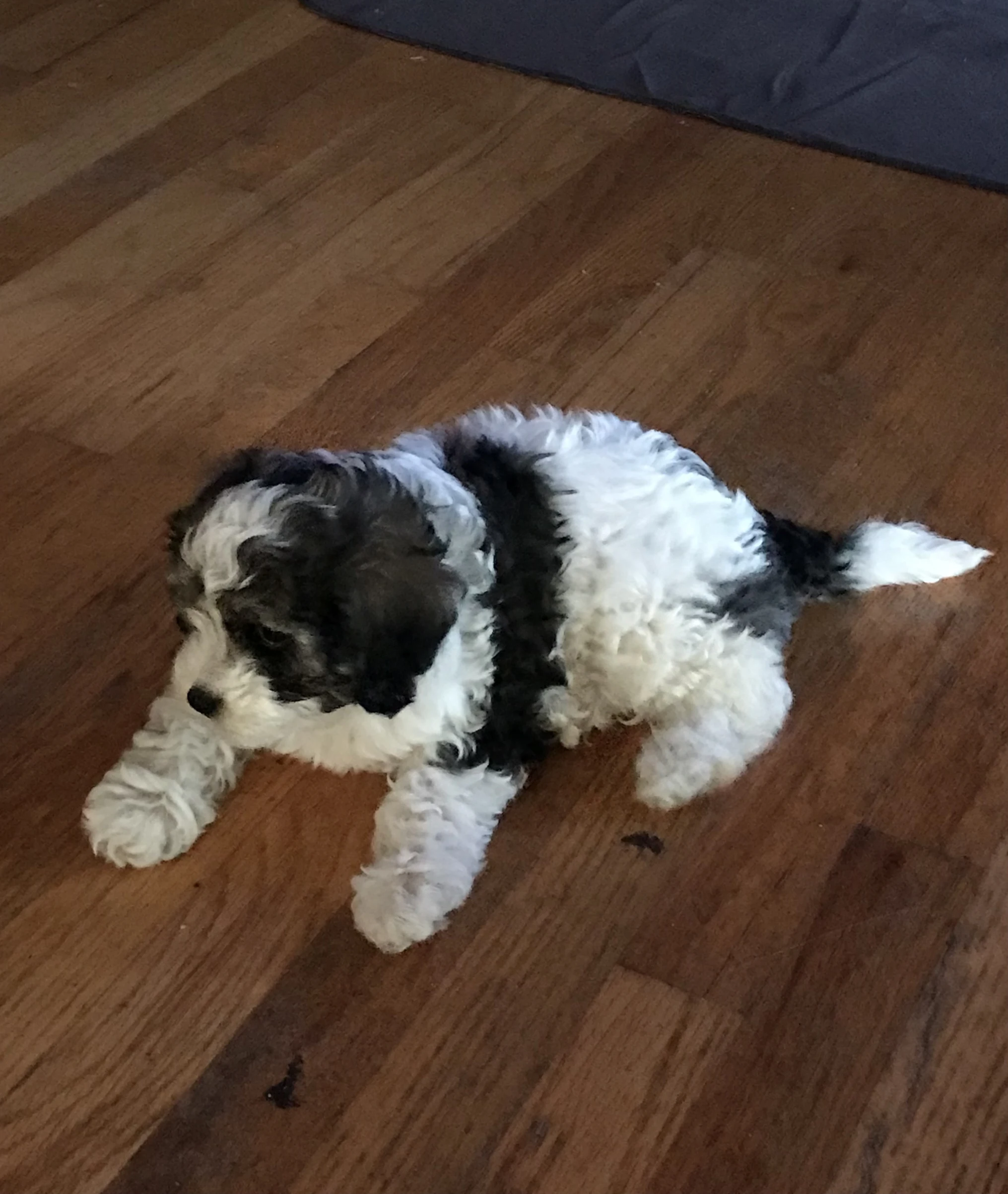Reputable and trusted Havapoo breeder, Cavapoo Puppies in lebanon oregon