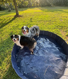 POOLFORBACKYARD.jpg