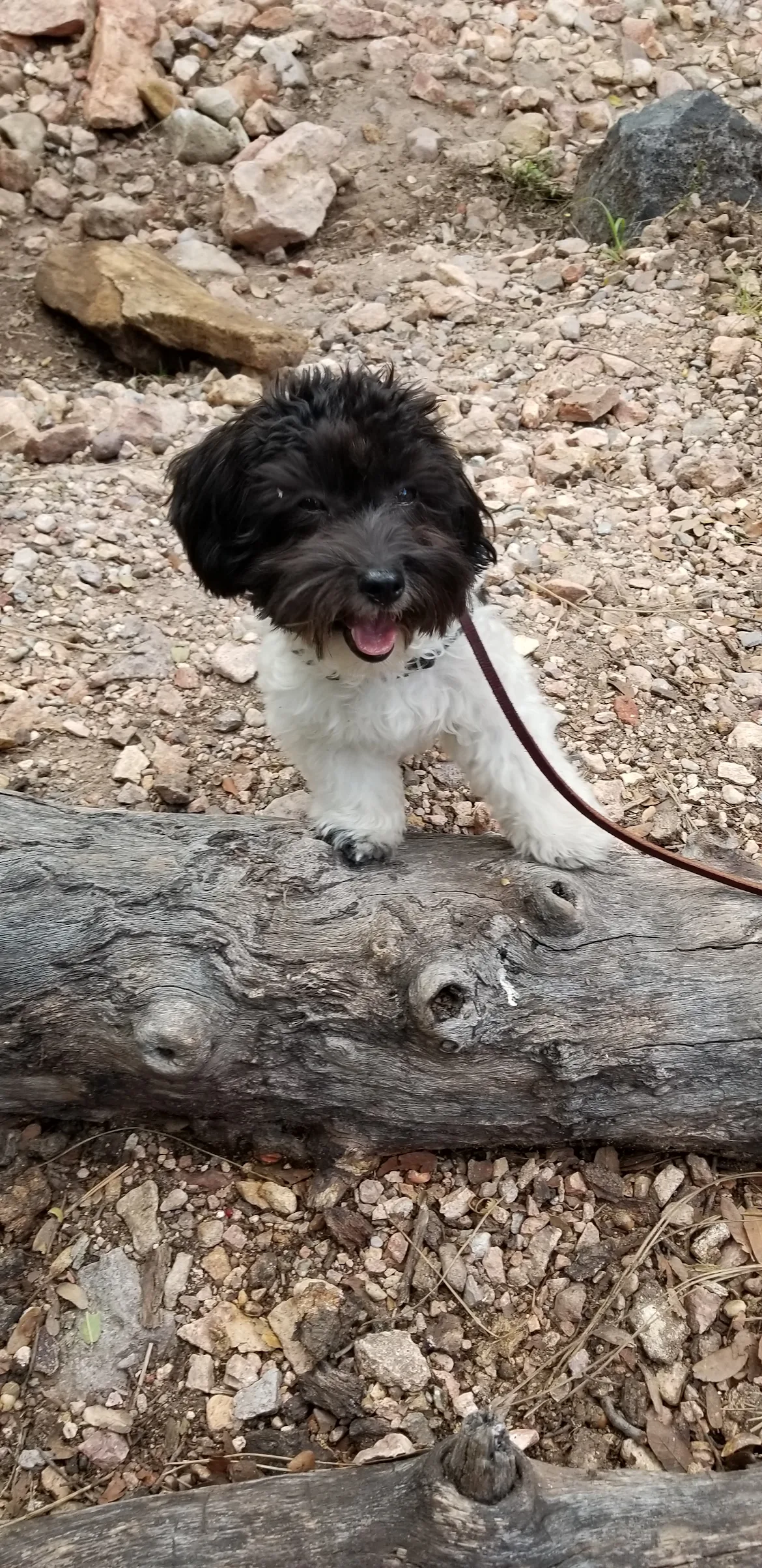 Reputable and trusted Havapoo, Cavapoo Puppy breeder in lebanon oregon