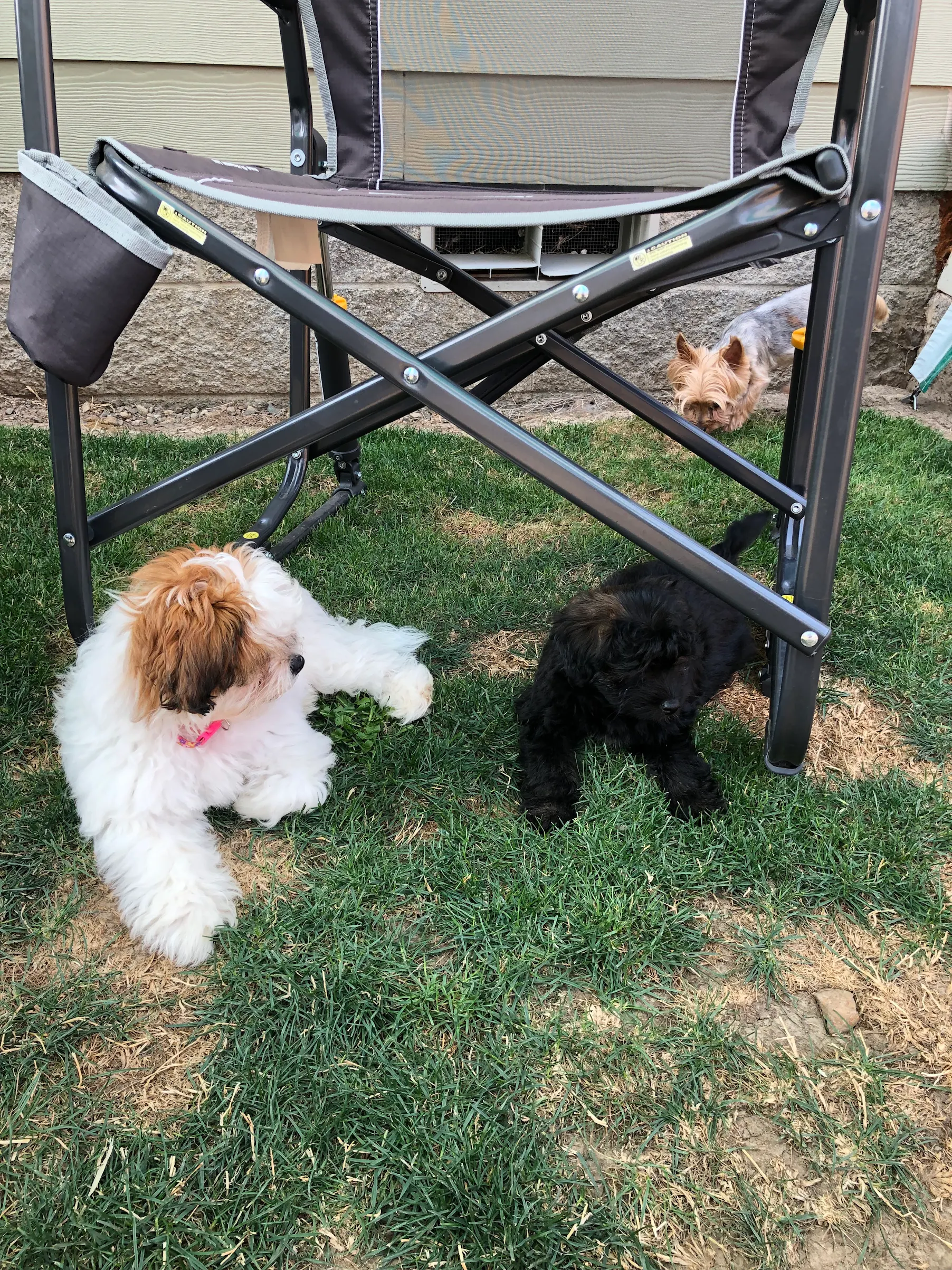 Reputable and trusted Havapoo and Cavapoo breeder in lebanon oregon