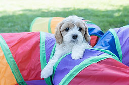 SappyPaws_Puppies_Lebanon_Oregon_Breeder-29.JPG
