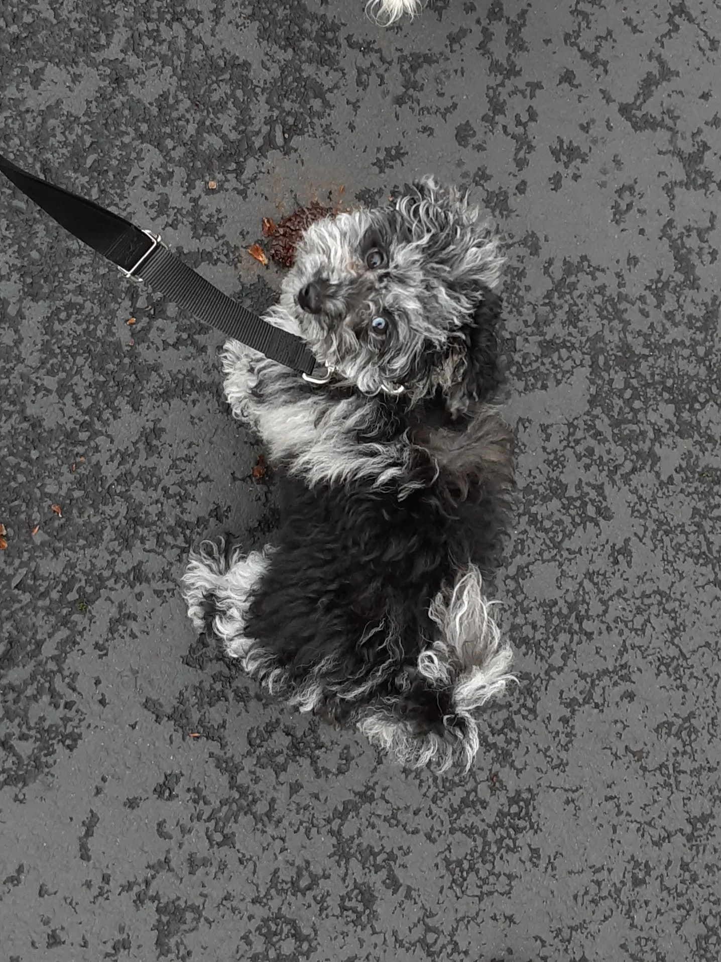 Reputable and trusted Havapoo, Cavapoo breeder in lebanon oregon