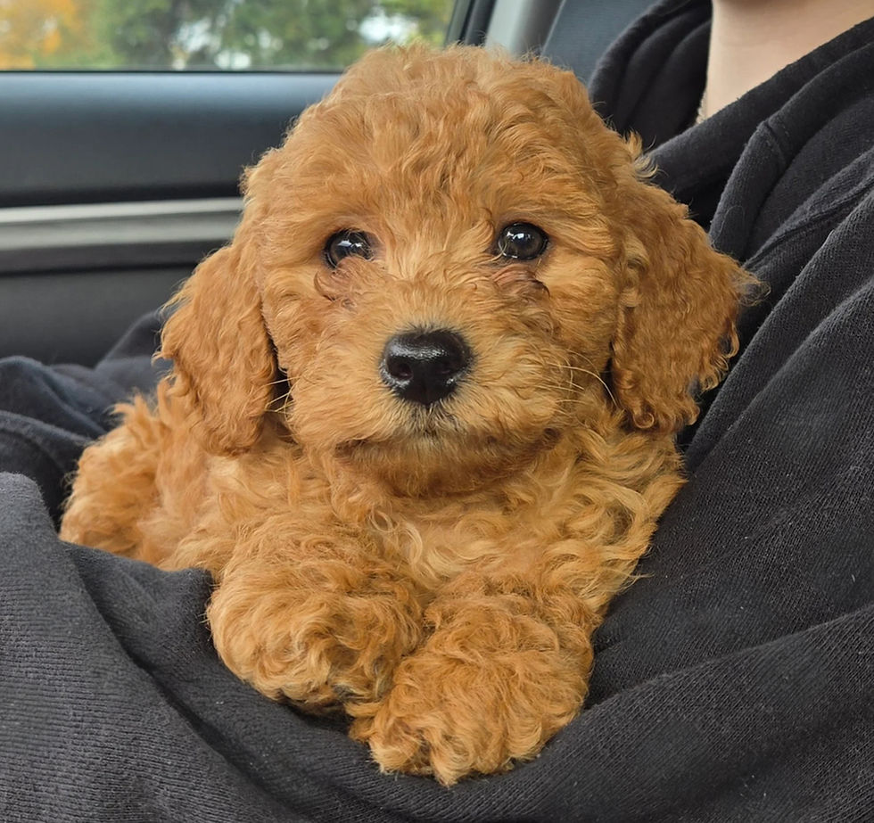 Cavapoo Puppies in Oregon - Raised with Love at Sappy Paws