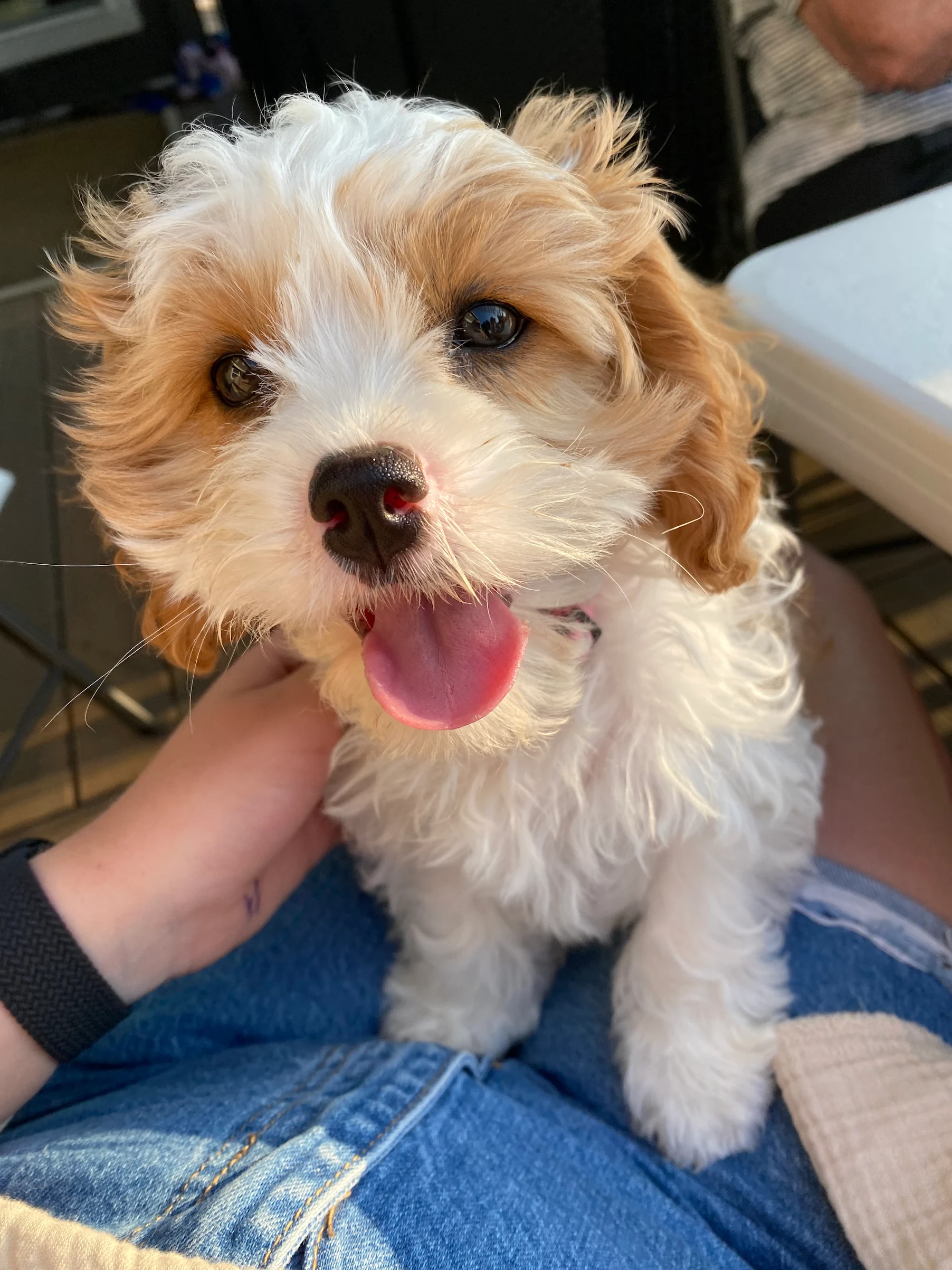 Reputable and trusted Havapoo and Cavapoo Puppy breeder in lebanon oregon