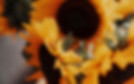 Ein Strauß Sonnenblumen