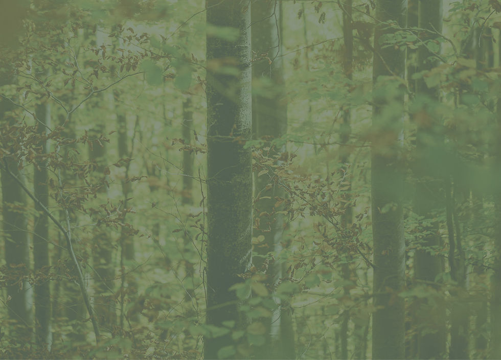 Blick in den Wald mit dichten Bäumen und Blättern. Bild dient als Hintergrundbild 
