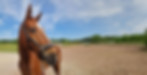 Pferdewohl auf Achse – Thomas Hilden | ein Pferd wird im Profil gezeigt, im Hintergrund ein Reitplatz und Pferdeanhänger
