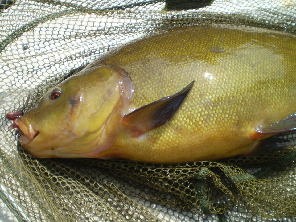 foto van een karper in een netje