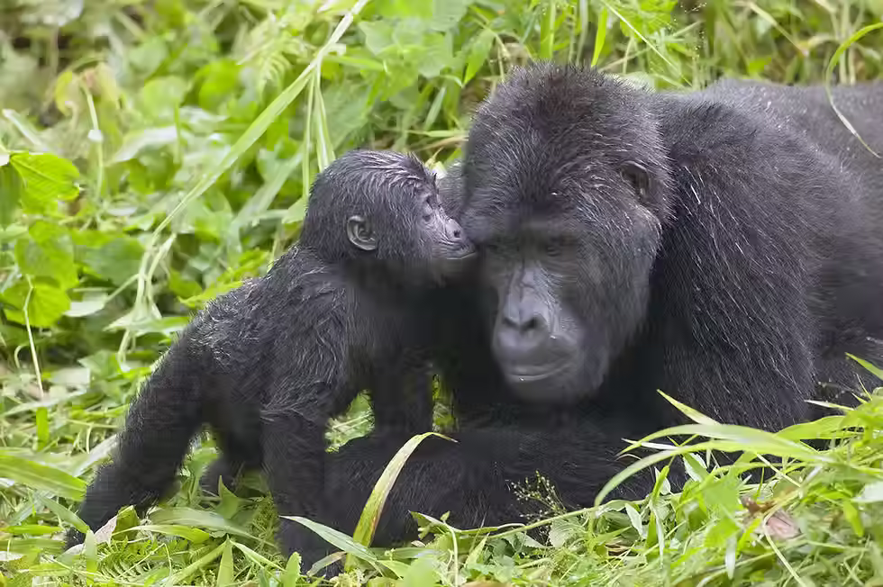 Mountain Gorillas in sight.