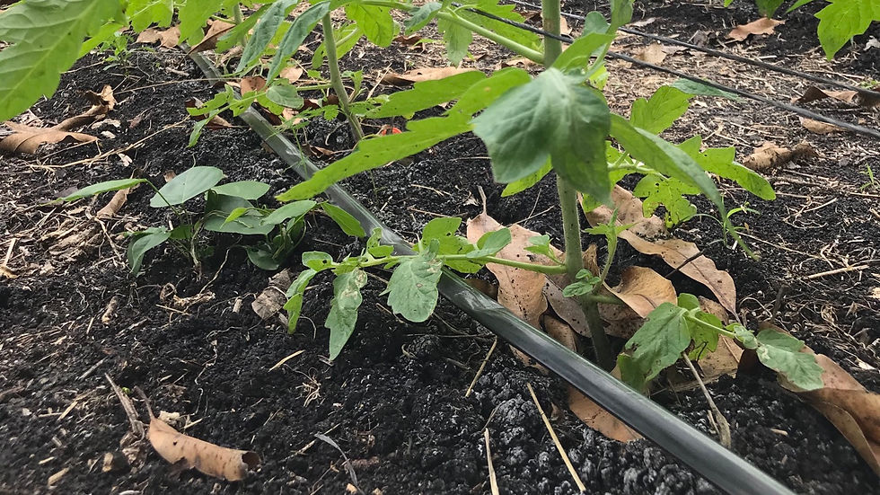 Low Pressure Drip Irrigation