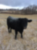 Kirby Hill Cow