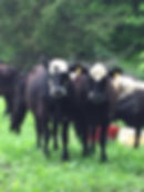 Kirby Cows