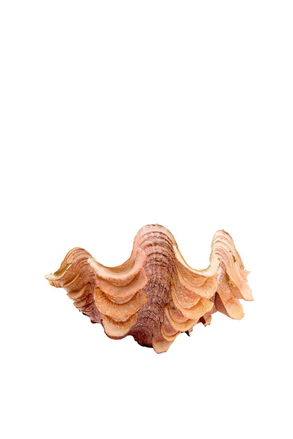 Thumbnail: SHELL Seramik Dekoratif Obje