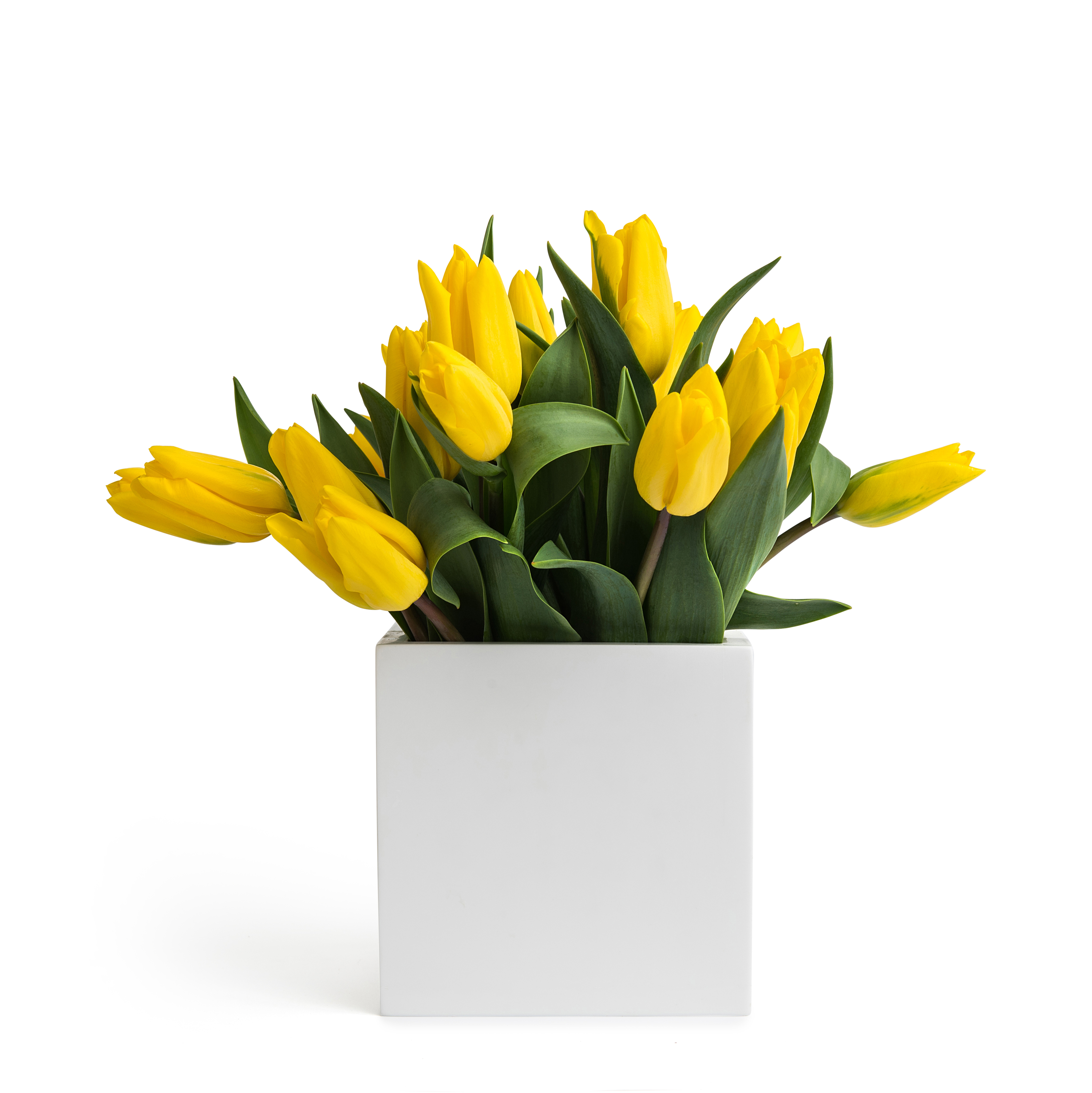 AGARTAL | Lime Ice | SQUARE