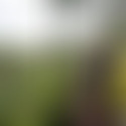 The Living Classroom: Wisdom Grown in Forests, Farms, and Human Connection