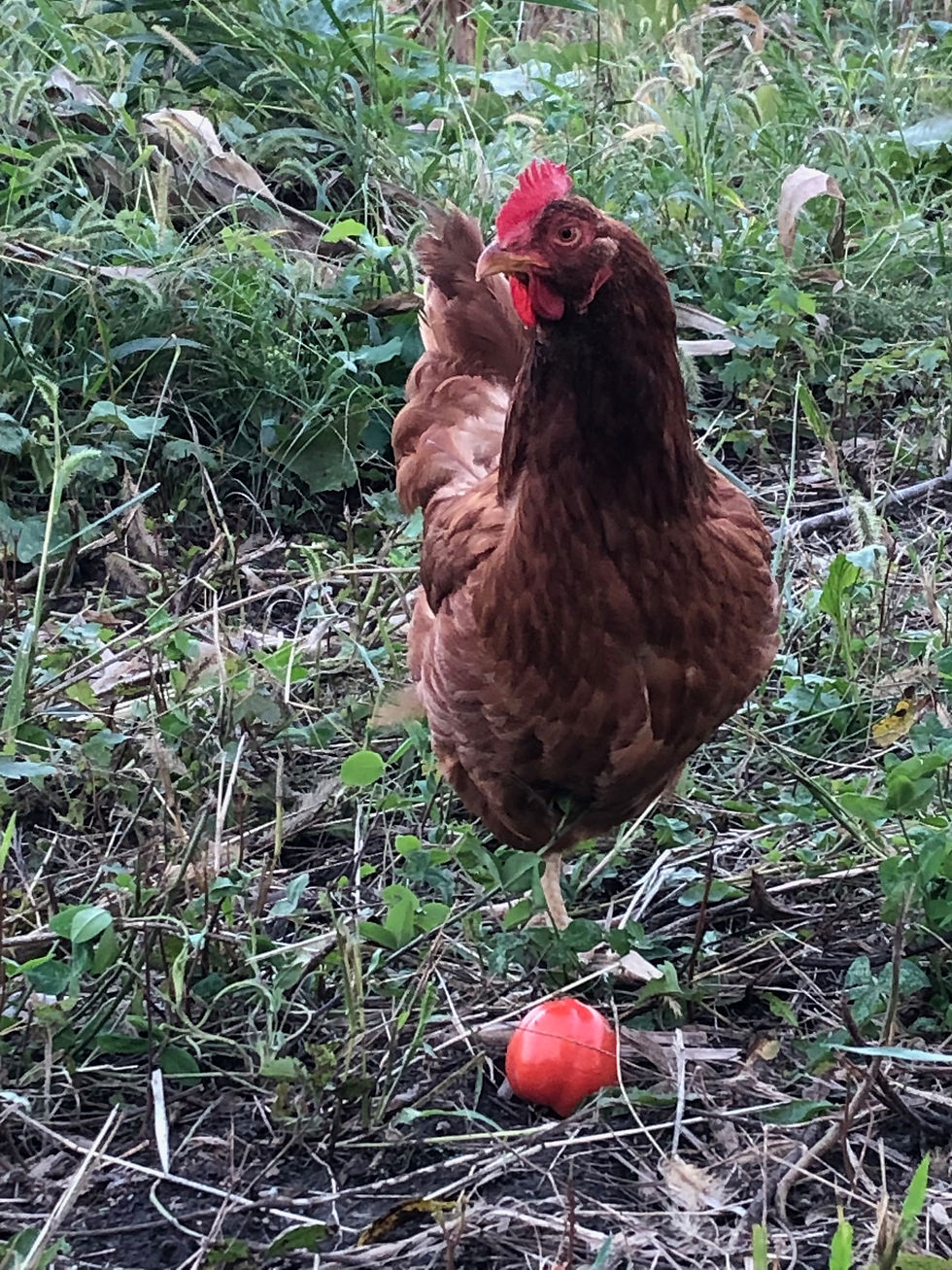 Chicken with a tomato
