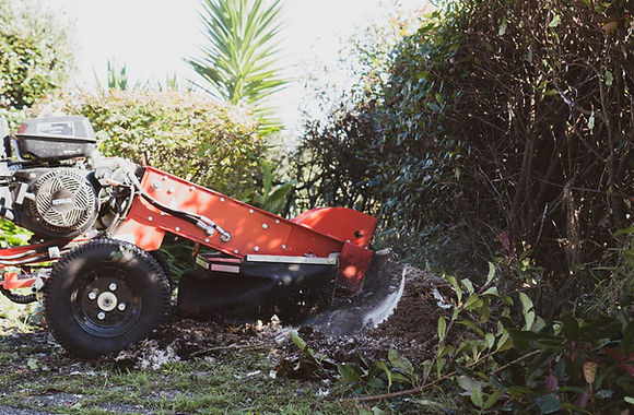 stump grinding Bay of Plenty
