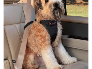 Buckle Up!
