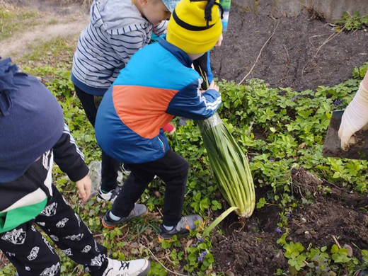 Озеленення території