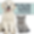 Golden retriever puppy and gray kitten sit against a white background. Text promotes pet industry conferences for pet food and product brands.