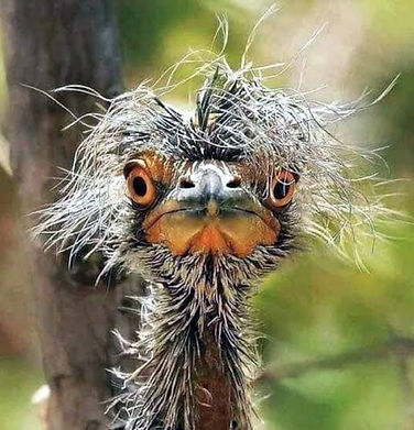 Foo bird.jpg