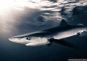 Sharks and Jazz.jpg