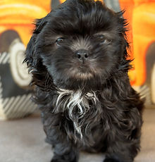 Adorable past litters from Ellie and Diogee, two magnificent AKC Shih Tzus. View their beautiful puppies.