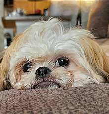 Adorable past litters from Ellie and Diogee, two magnificent AKC Shih Tzus. View their beautiful puppies.