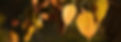 bodhi leaves.jpg