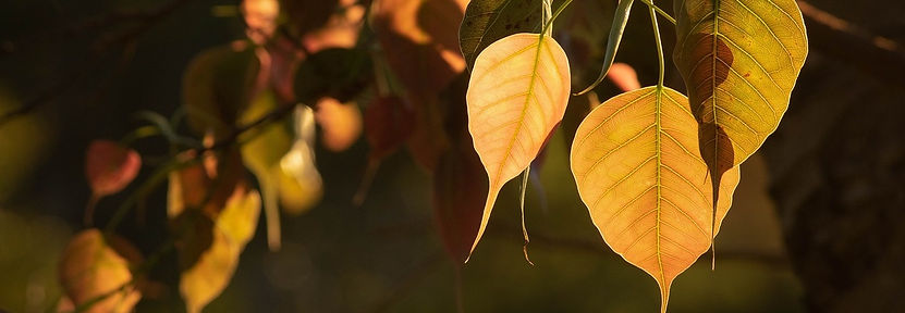bodhi leaves.jpg