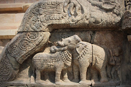 elephant_rhino.jpg