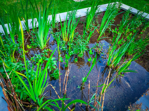 Doe het zelf zwemvijver België | Zelfbouw Zwemvijvers