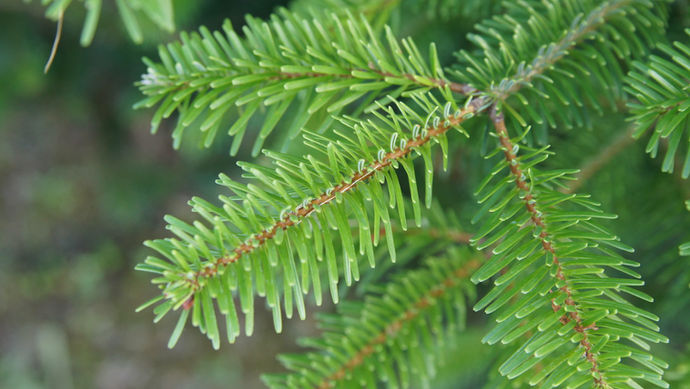 Vente de pins de Noël et d'arbres de Noël | Garden Supply Tongeren