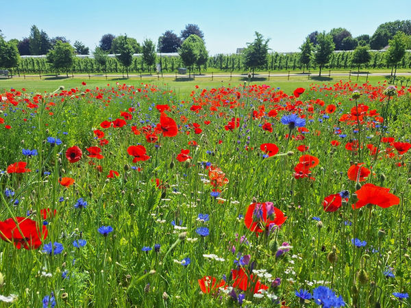 Garden Supply legt demoveld in PIBO Tongeren aan met gras- en bloemenmengsels | Garden Supply
