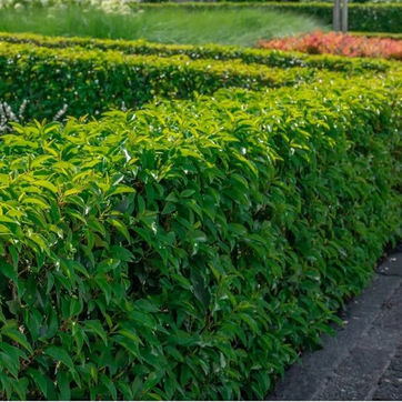 Haagplanten Garden Supply Tongeren