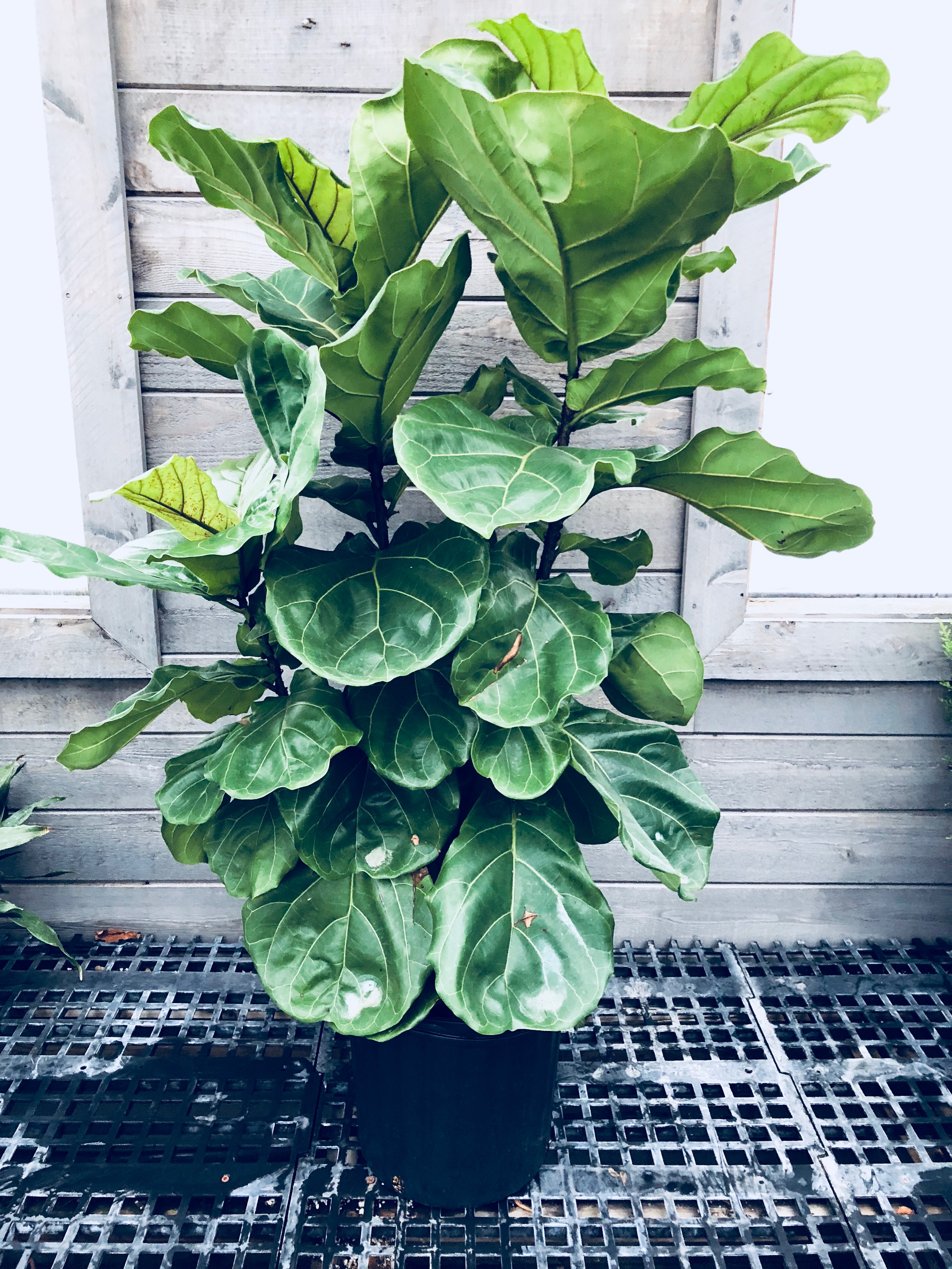 Houseplant Work Time Location