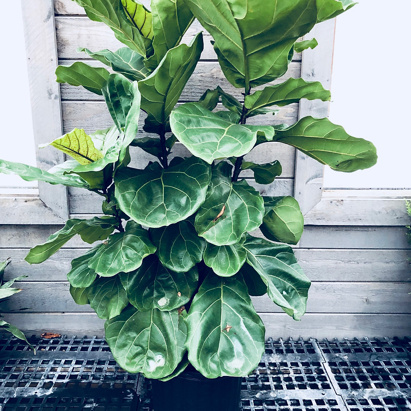 Houseplant Workshop