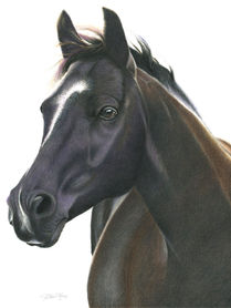 A highly realistic and detailed painting of a deep chestnut brown horse. Head and neck only. Horse has a thin white stripe starting by its ears and continuing down towards the nostrils. Horse has a velvety sheen to it because you can see every tiny little painted hair. Artist is Gwen Marx.