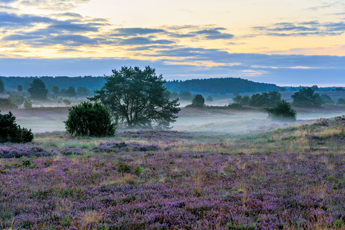 Lüneburger Heide, Naturschutzgebiet, Undeloh