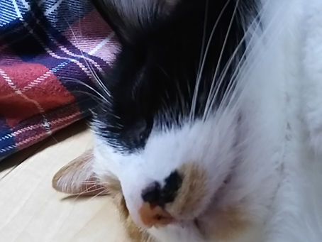 今日のミーシャ