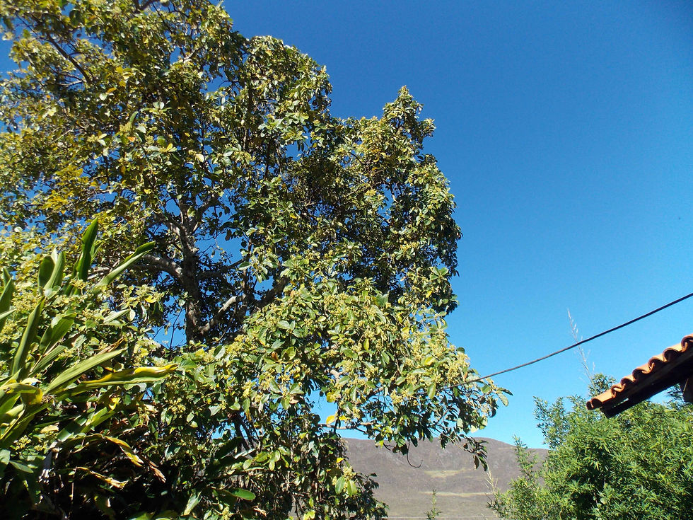 Aluguel Temporada em Piatã