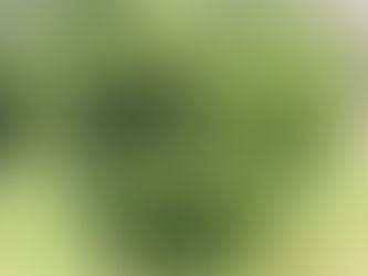 笠置のゆず果実の様子!