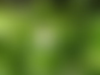 ゆずの花が咲き始めました!!