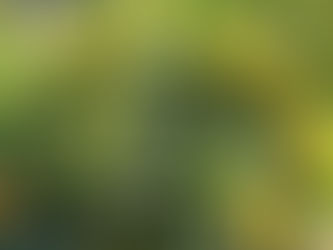 今シーズンのゆず受入れ、加工の様子などが中日新聞で紹介されました!!